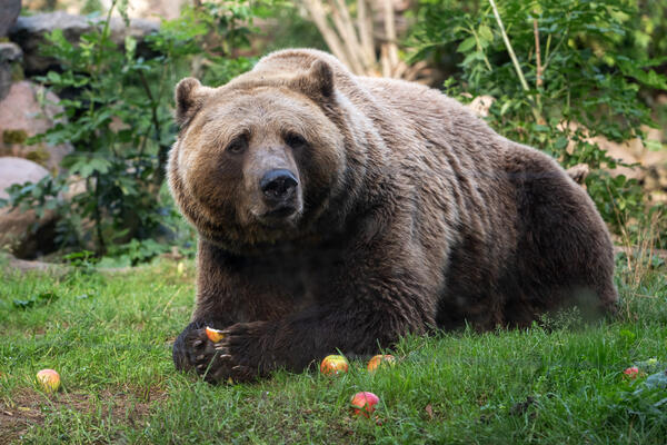 Bär im Aschersleber Zoo