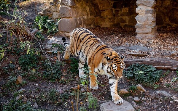 Tigerfest  Zoo Aschersleben