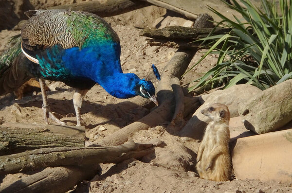 Pfau trifft Erdmännchen 