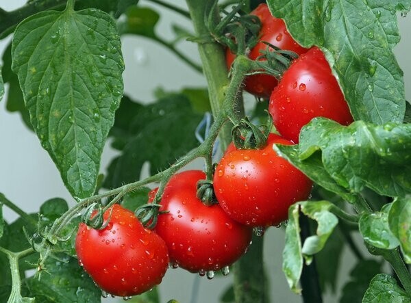Tomatentag